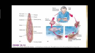 Phylum Platyhelminthes  Class Trematoda  Trematode Parasites and Flukes  Explained in Urdu [upl. by Secnarf]