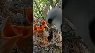 Sharp Beginnings Longtailed Shrike Chicks Take Flight shorts ytshorts [upl. by Arutnev]