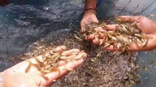 gulsa fish nursing fry  Kabashi Tengra  fish farming Bangladesh [upl. by Alane]