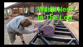 Sawmilling an Acacia log with a wasp nest in it [upl. by Enirahtak]