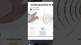 Echolocation in Bats scienceproject [upl. by Yetnruoc475]