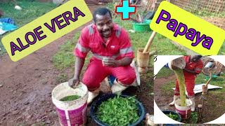 Stop Poultry Diseases How I use Aloe vera and Papaya leaves to treat chickens and get many eggs [upl. by Drannek273]