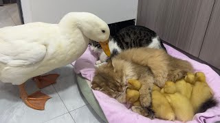 Fantastic animalsThe kitten hugs the little duck and sleeps😂Mother duck’s behavior so funny cute [upl. by Schechter]