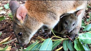 Pademelon Joey in Pouch  Featherdale Wildlife Park [upl. by Yarvis]