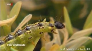 WDR 🐛 Die Buchsbaumretter verwenden Algenkalk gegen den Zünsler [upl. by Barby540]