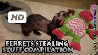 Ferrets Stealing Stuff Compilation [upl. by Ennairak]