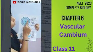 Ch6 Anatomy of Flowering Plants  Secondary Growth Vascular cambiumClass 11 BiologyNEETshorts [upl. by Conant182]