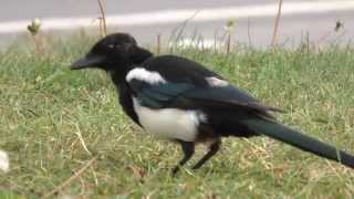 Tame Magpies eating and caching peanuts [upl. by Latnahs299]