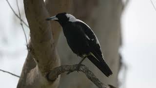 Magpie Warbles On One Leg And Friend Shows Up [upl. by Jennica849]