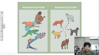 Microevolution vs macroevolution [upl. by Aicram]