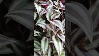 Tradescantia Zebrina Plant ☘️ [upl. by Prasad]