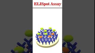 ELISpot Assay animation immunology [upl. by Onig852]