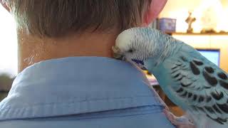 My Parakeet Clarabelle Preens My Dad [upl. by Abram]