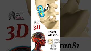 TranS1 PNR PDR medical animation 3d short  BiologywithAliya [upl. by Ranger]