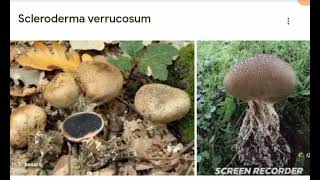 Scleroderma verrocosum [upl. by Ruprecht678]