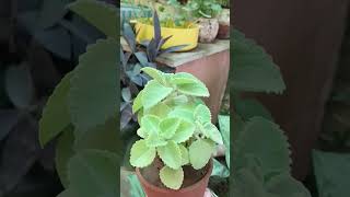 Reuse of chai kullad as planter 😇waste to best🤩nature mexican mintplants [upl. by Luebke]