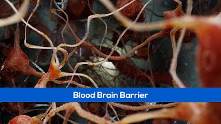 Short Demos 2024 Neural Network Blood Brain Barrier [upl. by Sacci]