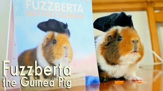 Fuzzberta The Guinea Pig Models Handmade Costumes [upl. by Publias]