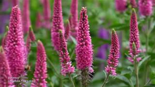 Veronica First Longifolia First Love® 4K [upl. by Arlie]