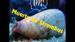 Muerte de strombus y repaso [upl. by Kurys60]