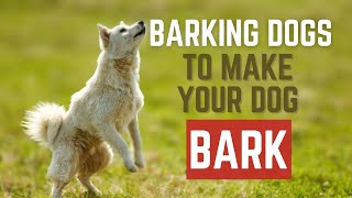 7 dogs barking TO MAKE your Dog Bark  7 Dog Breeds Barking Sound Effects HD [upl. by Ammeg]