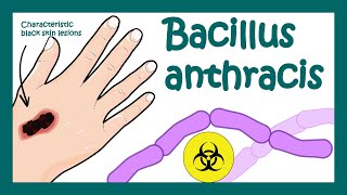 Anthrax Bacillus anthracis  What does Bacillus anthracis do to humans  what is Anthrax [upl. by Ybocaj]