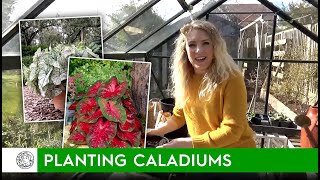 How to plant Caladiums bulbs  FarmerGracycouk [upl. by Ahsieki64]