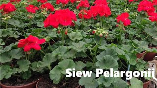 Siew Pelargonii quotPelaśkiquot [upl. by Sterrett]