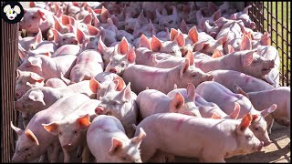 How American Farmers Raise Millions of Pigs  Modern Pig Farms [upl. by Aiksa]