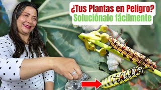 Fungicida Casero para Proteger Tus Plantas de Gusanos plantas jardin [upl. by Akihc]