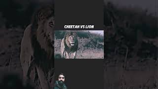 Cheetah vs Lion 🔥animals trending wildlife lion cheetah viralvideo facts respect shorts [upl. by Yramliw]