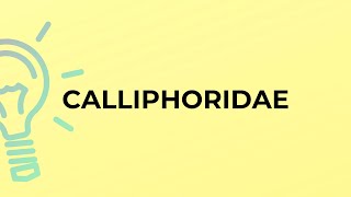 What is the meaning of the word CALLIPHORIDAE [upl. by Fougere910]