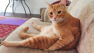 I dare you not to laugh at these FUNNY CATS 😂Funny Cat Videos of 2024 [upl. by Card615]