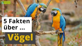 5 Fakten über Vögel Strauß Pinguin Kolibri amp Co  TierDoku für Kinder [upl. by Fancy]