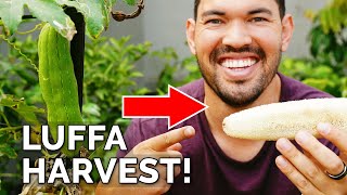 I Grew My Own Luffa Sponge  Luffa Gourd Harvest amp Growing Tips [upl. by Heid]