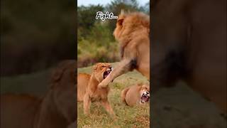 Lionesses vs Lion 🦁 Aggressive Behavior shorts [upl. by Amaerd]