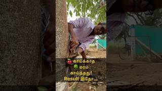 🍒 காய்க்காத 🌳 மரம் காய்த்தது Result இதோ MudPot Channel [upl. by Choong]