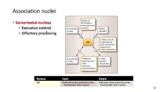 Thalamus Association Nuclei [upl. by Masao]