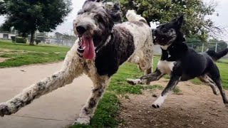 Sheepadoodle At Dog Park Should Everything Be Mixed With Poodles [upl. by Leugim]