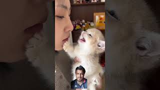 catlover video viralvideo [upl. by Nemad]