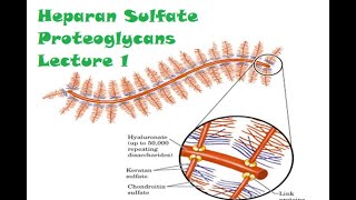 Carbohydrates Lecture 12 Heparan sulfate proteoglycans part a [upl. by Narruc]