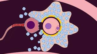 Fertilization  Quick Review by Dr Amna [upl. by Notgnirrac504]