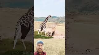 Giraffe successfully escapes from li lionvsgiraffe animals [upl. by Yolanthe105]