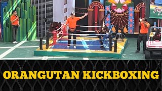 Orangutan Muay Thai Kickboxing Show in Thailand [upl. by Florry]