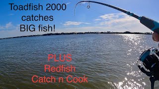 I caught so many fish I couldn’t show them all Redfish catch and cook on Blackstone St Augustine [upl. by Nwahsel]