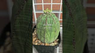 オベサ シンメトリカ ユーフォルビア euphorbia obesa [upl. by Rambow]