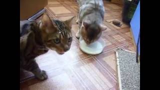 El vídeo de dos gatos bebiendo leche que arrasa en Facebook [upl. by Tina]