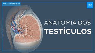 Testículos  Anatomia Fácil  Kenhub [upl. by Sitoel]