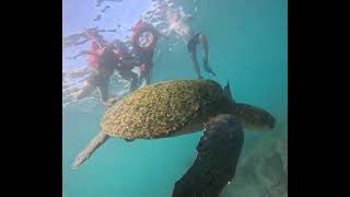 Galápagos snorkeling experiencia familiar inolvidable [upl. by Notsnhoj]