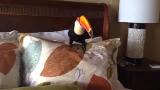 Toucan on the Bed [upl. by Irme]